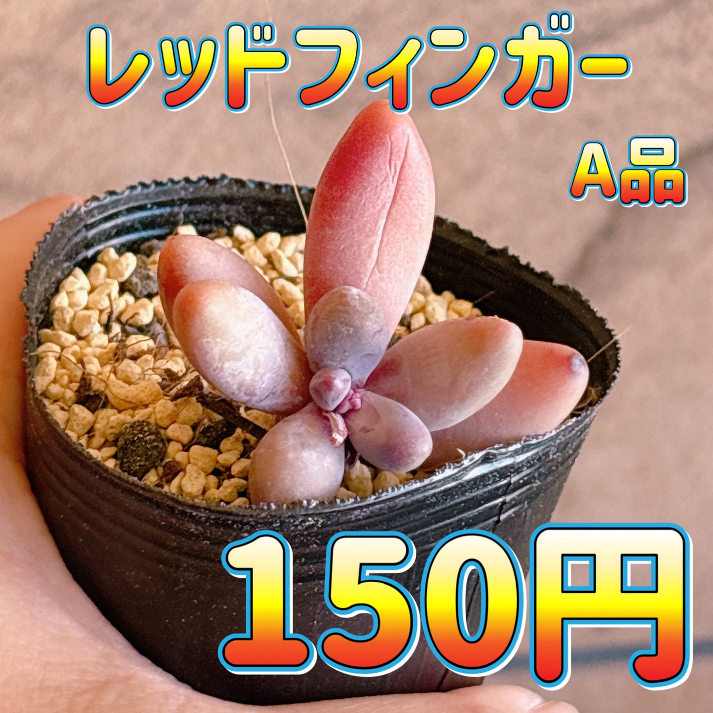 レッドフィンガー　A品　根付き苗