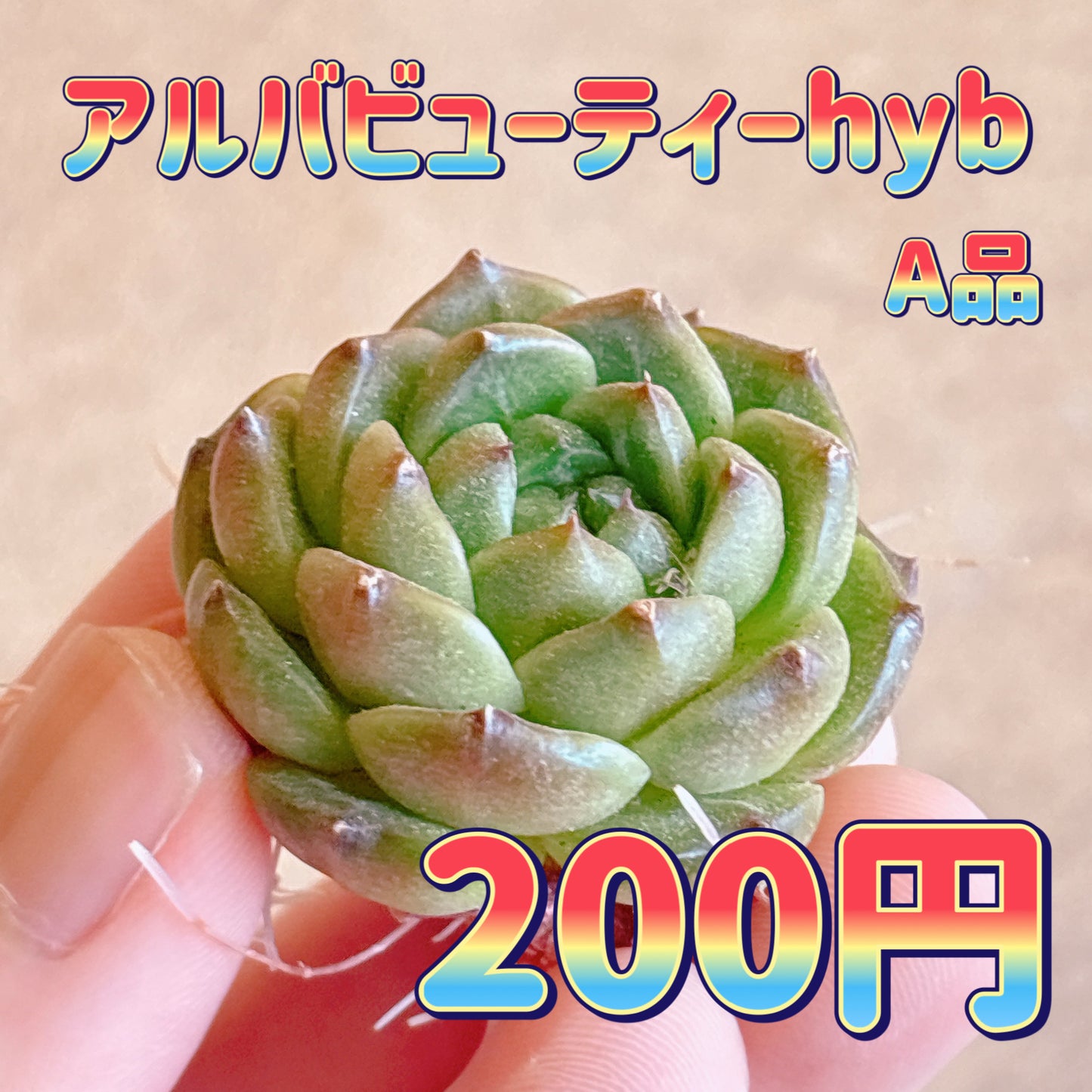 アルバビューティーhyb　A品　カット苗