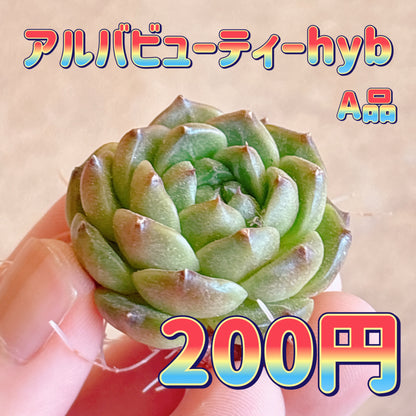 アルバビューティーhyb　A品　カット苗