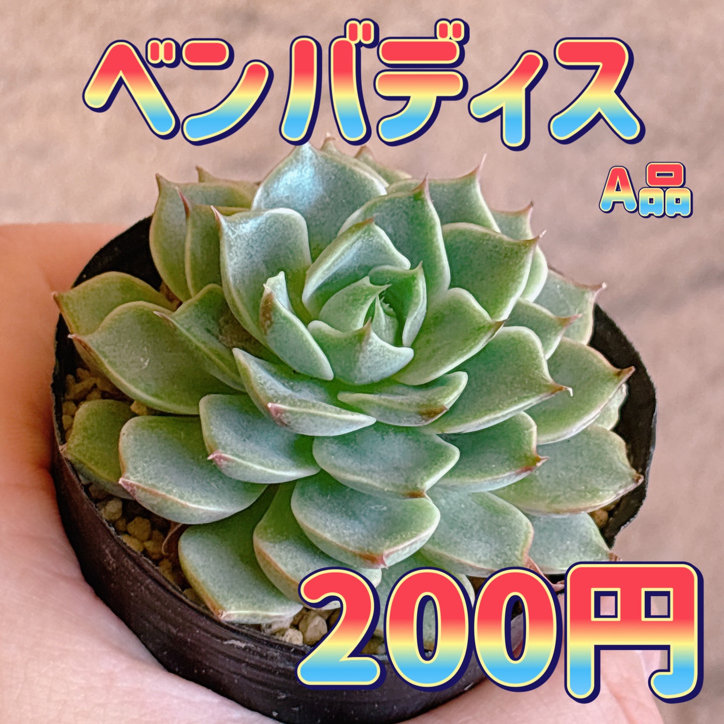 ベンバディス　A品　根付き苗