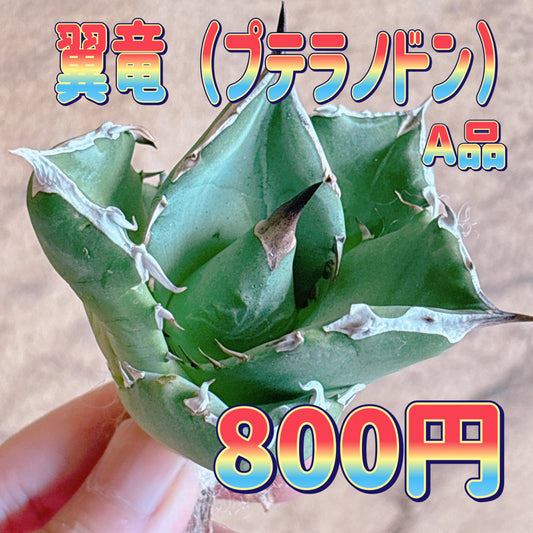 翼竜（プテラノドン）　A品　カット苗
