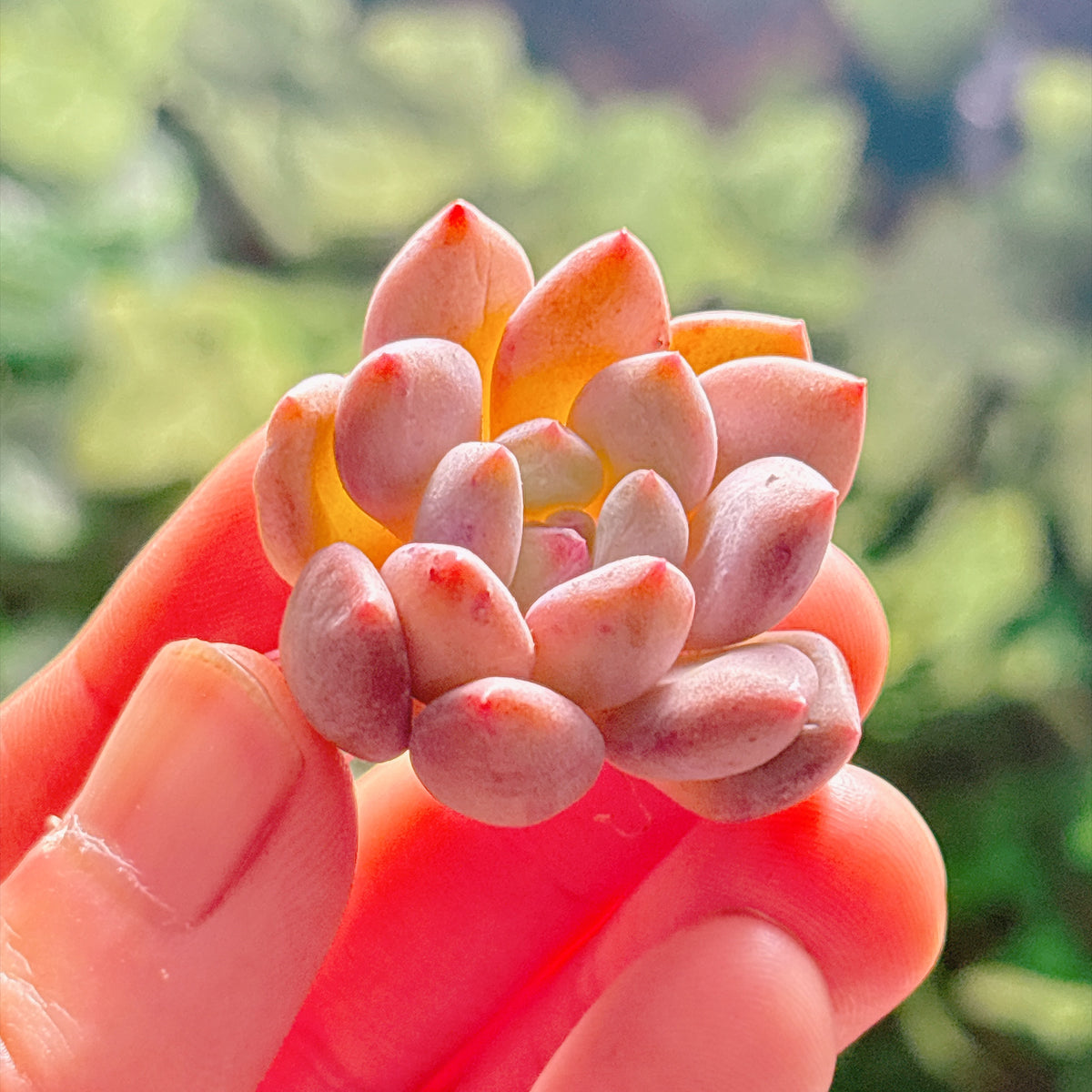 キャンディビューティー　A品　カット苗