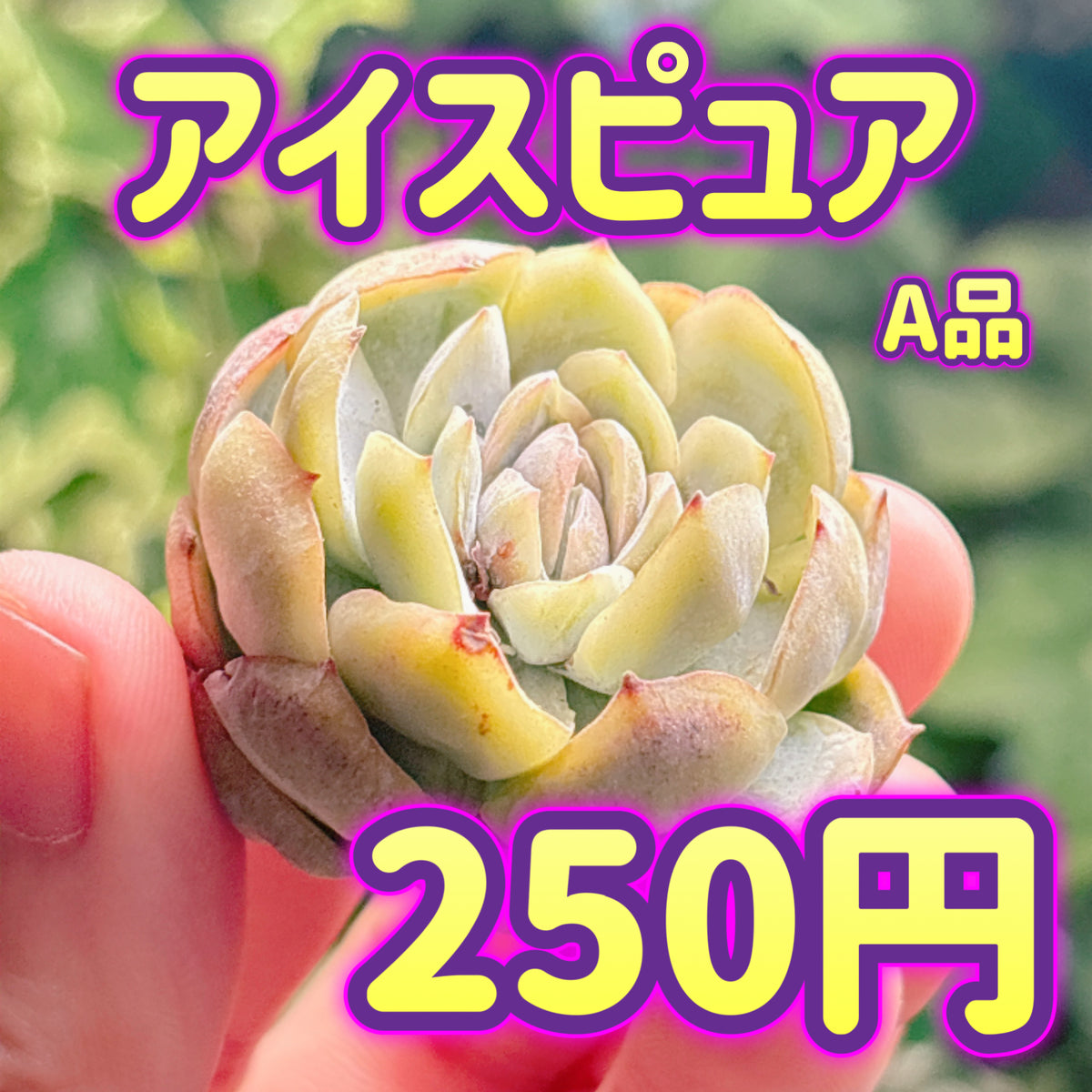 アイスピュア　A品　カット苗