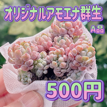 オリジナルアモエナ群生　A品　カット苗