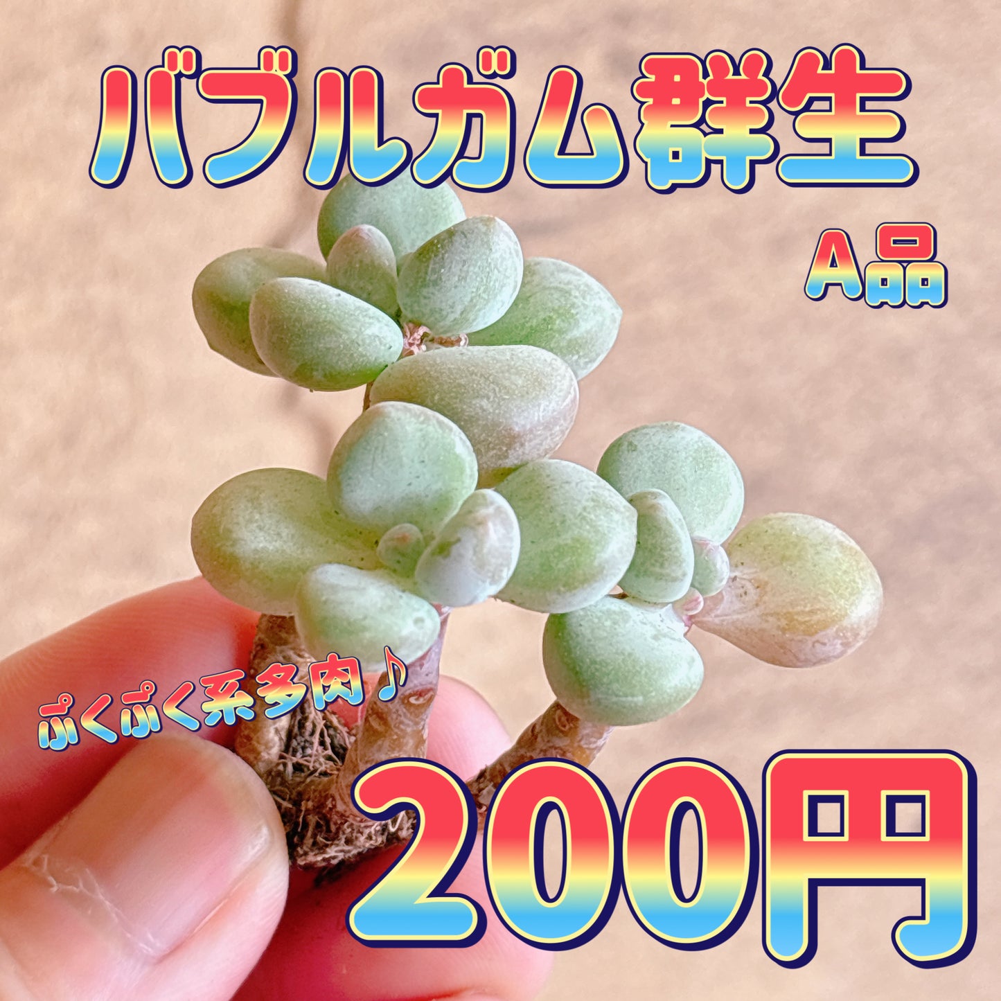 バブルガム群生　A品　カット苗