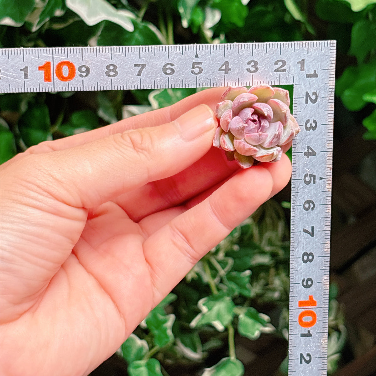 チーズブルーベリー　A品　カット苗
