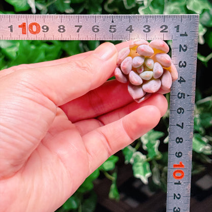 キャンディビューティー　A品　カット苗