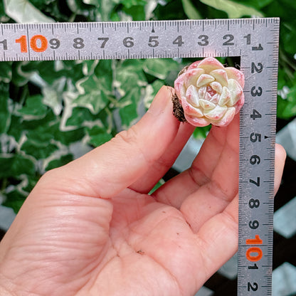 名無し苗５　A品　プラグ苗