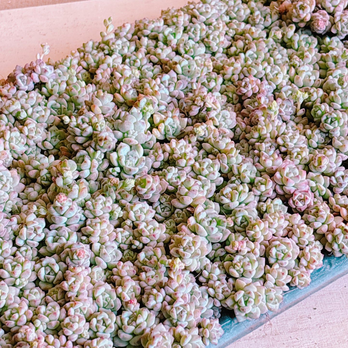 キャラメルエルフ　A品　プラグ苗