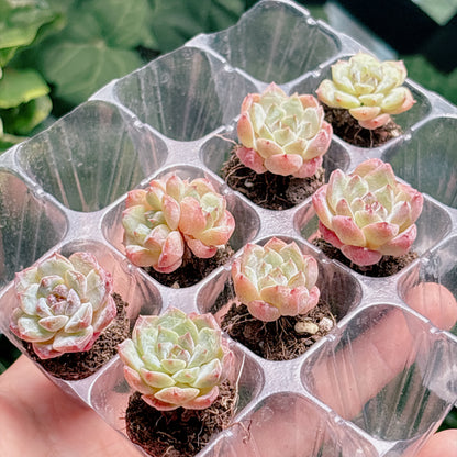名無し苗５　A品　プラグ苗