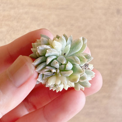 プロリフィカ錦　A品　カット苗