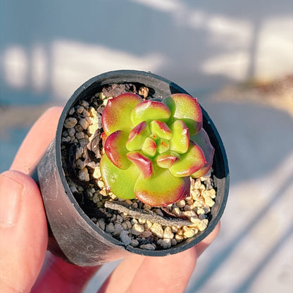 レッドランタン　A品　根付き苗