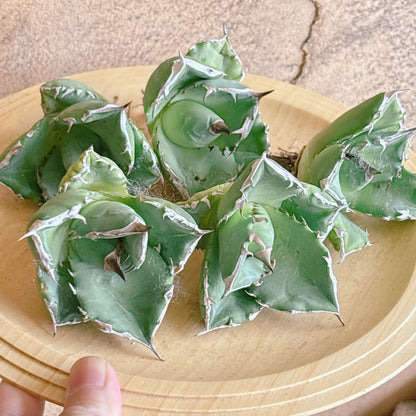 翼竜（プテラノドン）　A品　カット苗