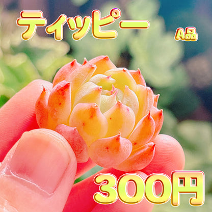 ティッピー　A品　カット苗