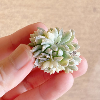 プロリフィカ錦　A品　カット苗