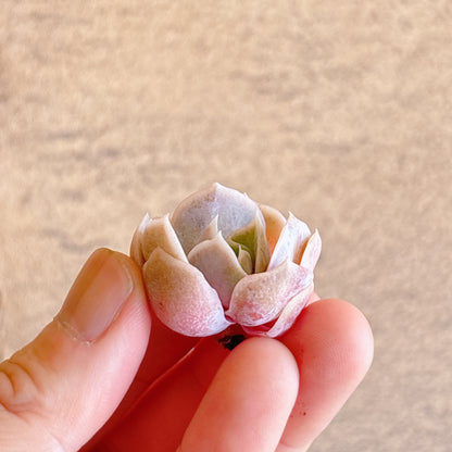 サプライズ　A品　カット苗