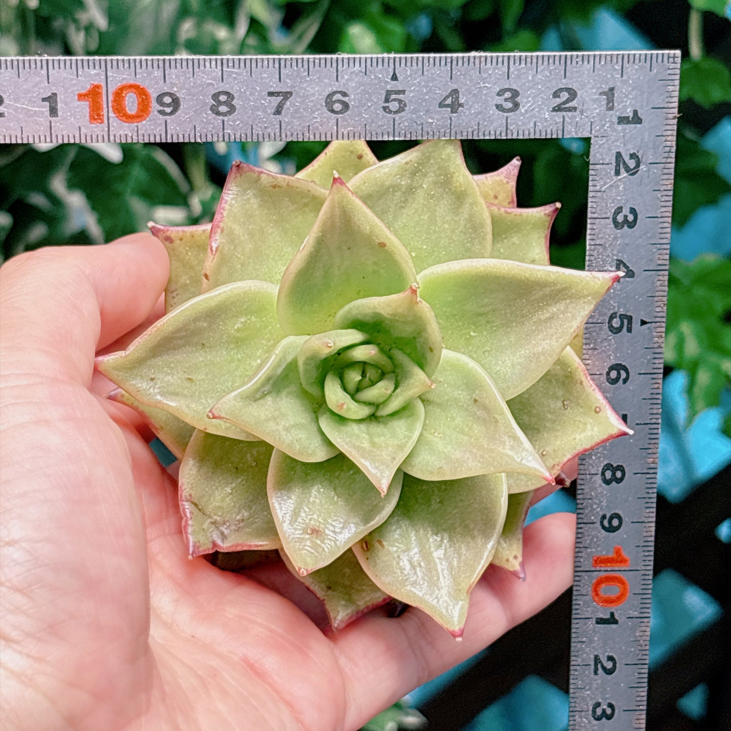 ジェイドスター錦　【4-5】