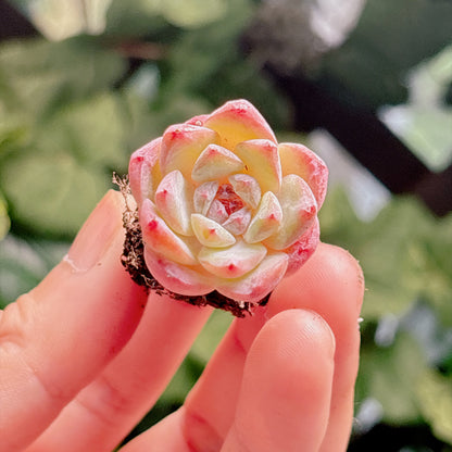 名無し苗５　A品　プラグ苗