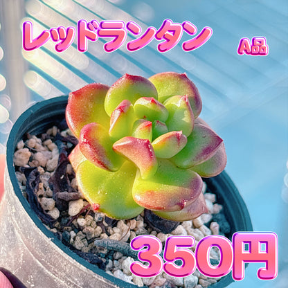 レッドランタン　A品　根付き苗