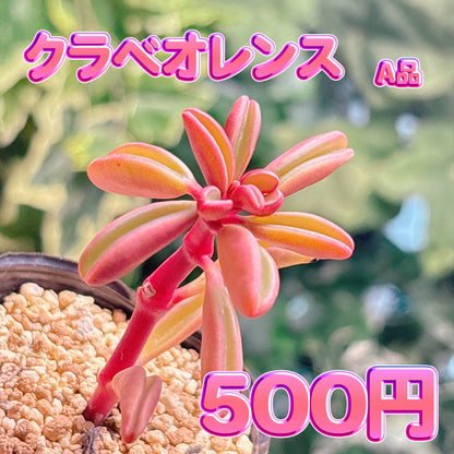 クラベオレンス　A品　根付き苗