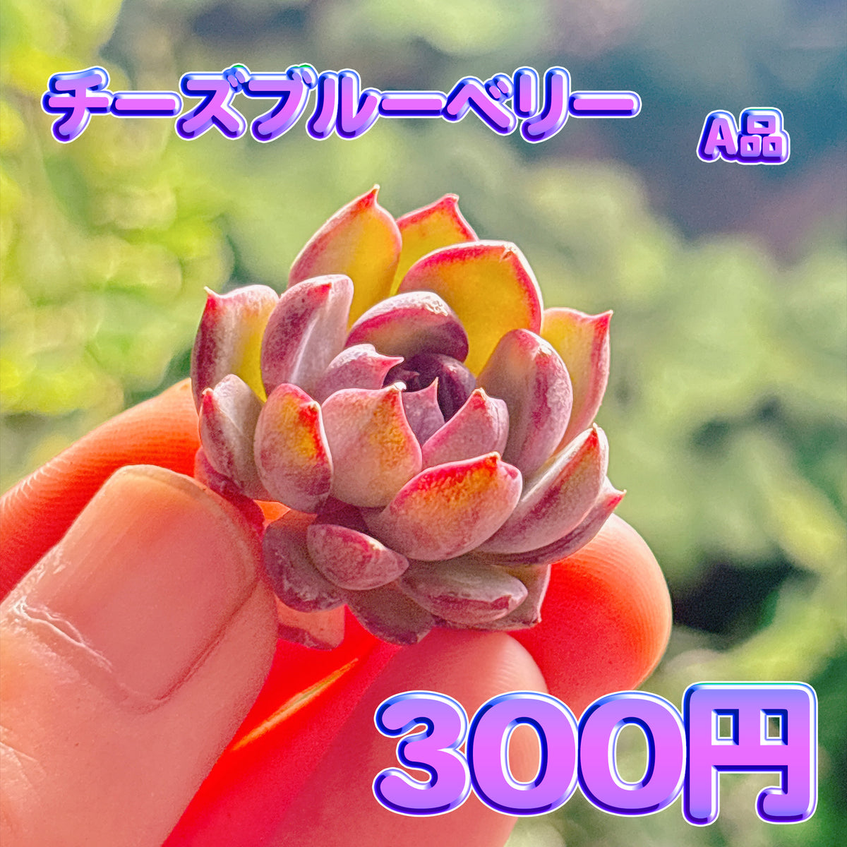 チーズブルーベリー　A品　カット苗