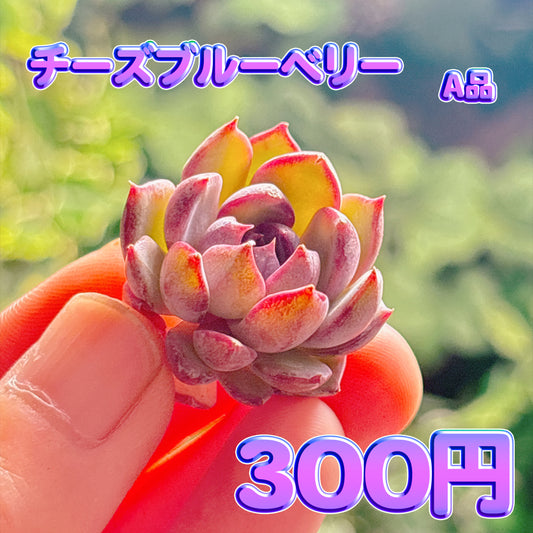 チーズブルーベリー　A品　カット苗