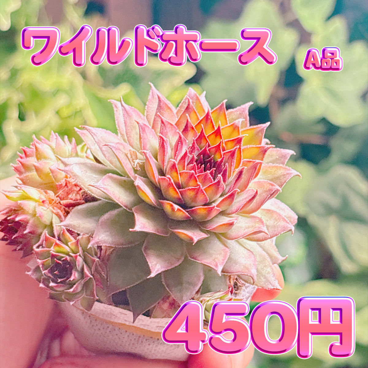 ワイルドホース　A品　根付き苗