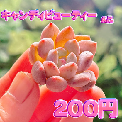 キャンディビューティー　A品　カット苗