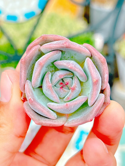 綺羅星　A品