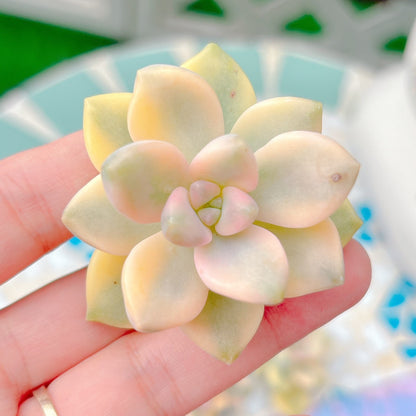 ティテュバンス錦　A品