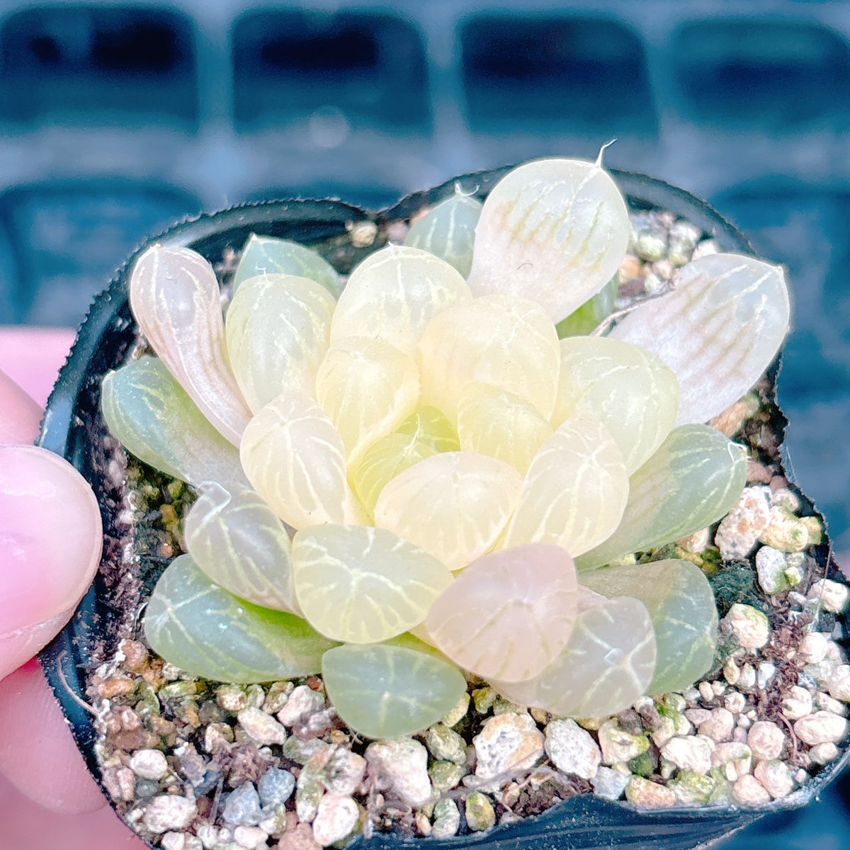 琥珀　A品　46