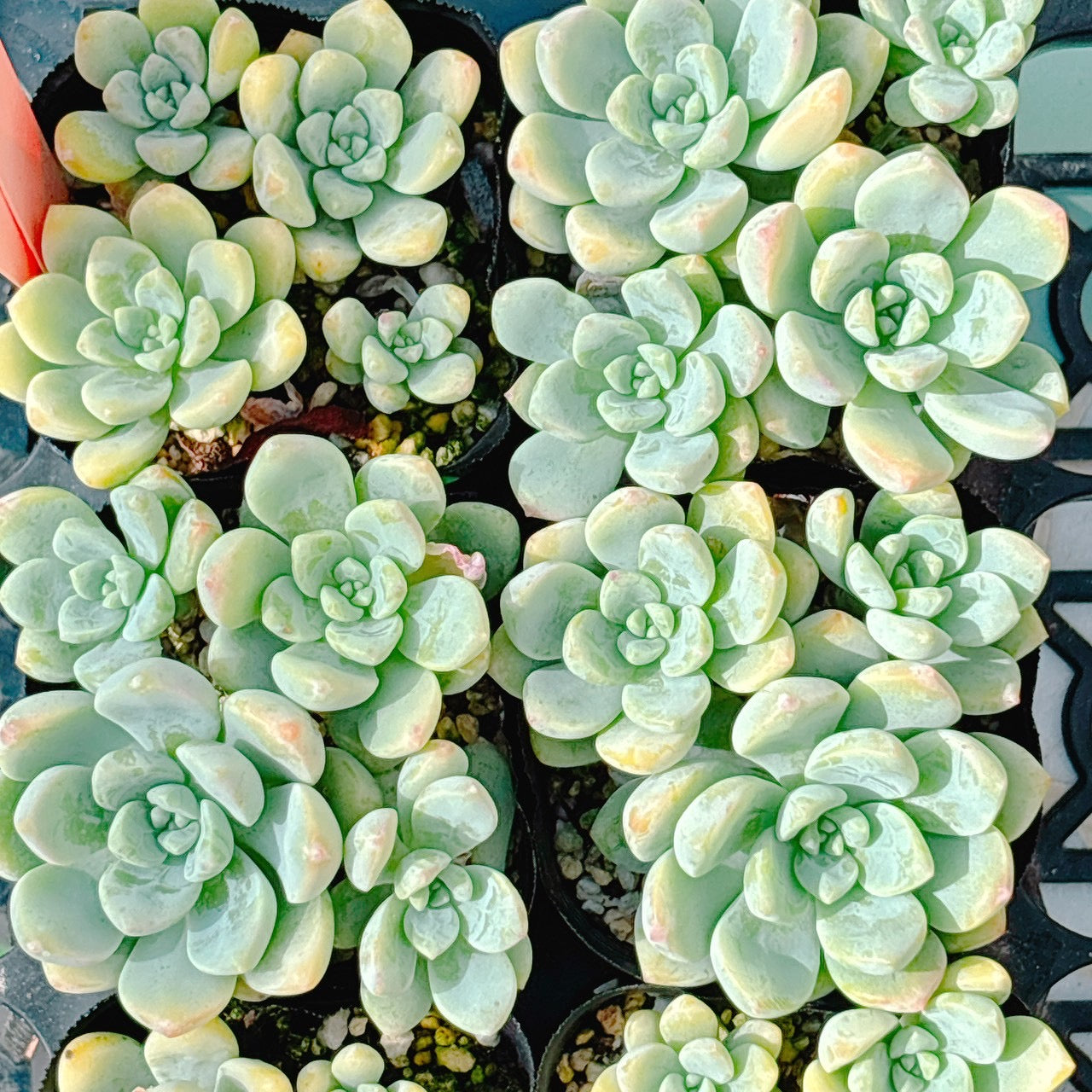 氷の花　A品