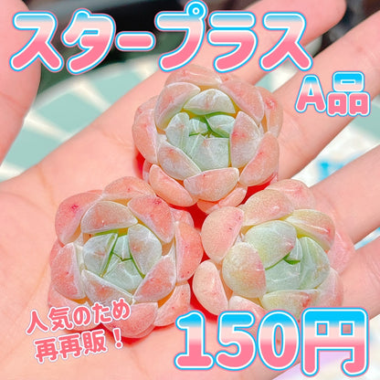 スタープラス　A品
