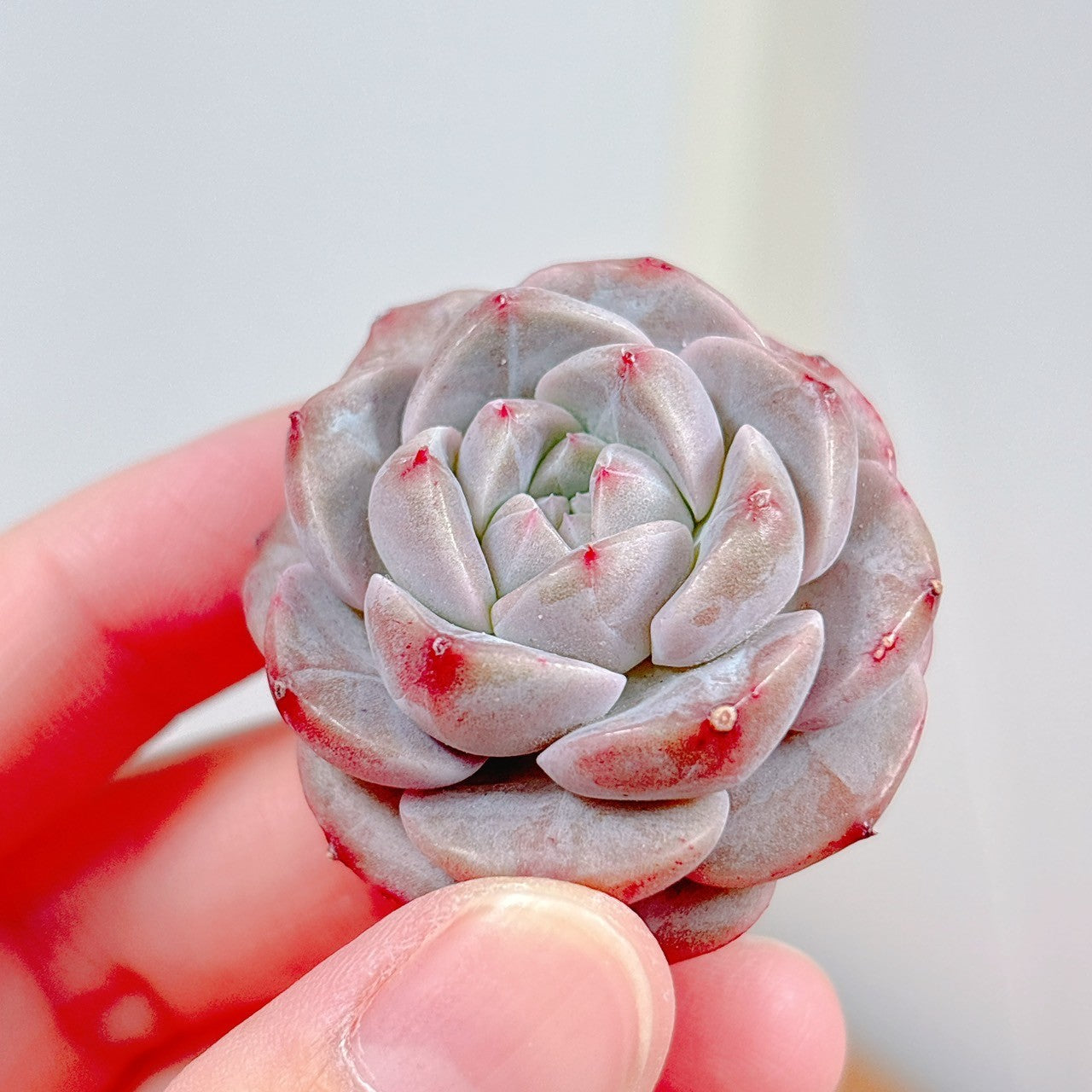 パープルドリームワールド A品 – Bull Succulent