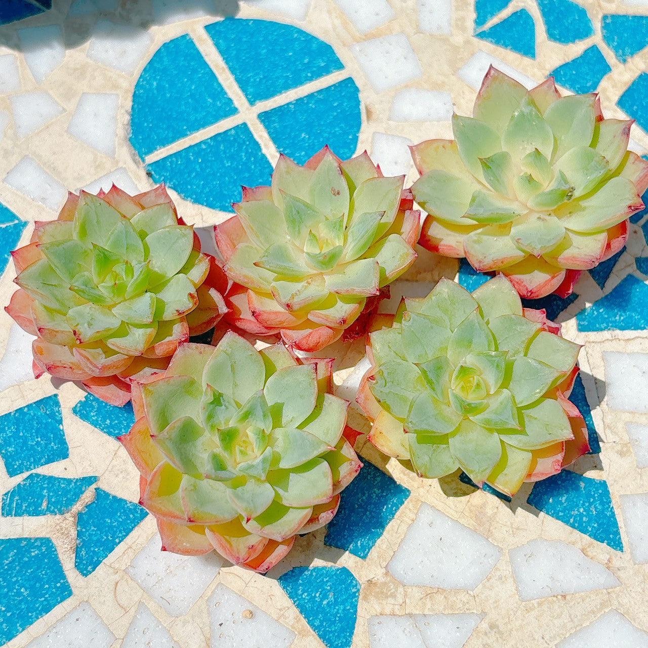 オレンジザラゴーサ　A品
