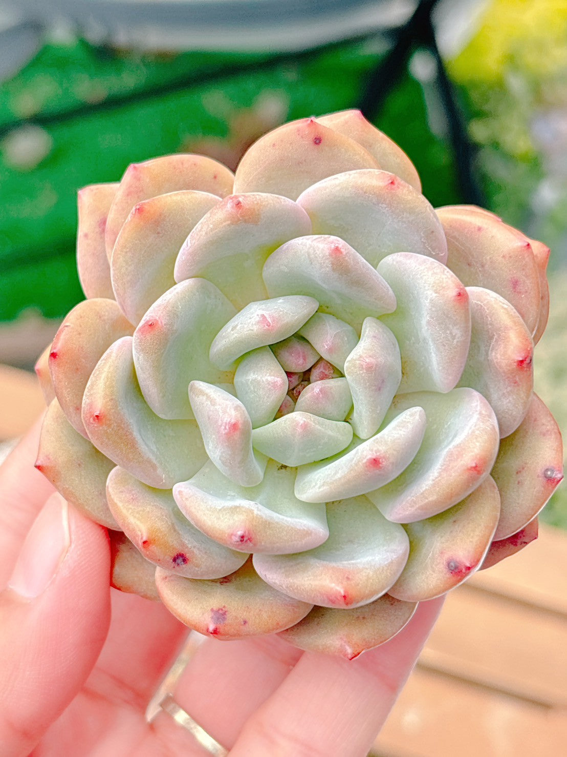 アリエル　特級品