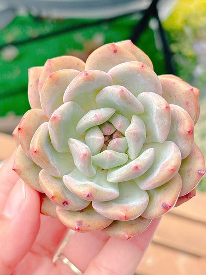 アリエル　特級品