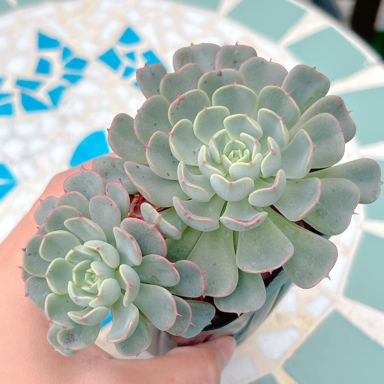 エケベリア – Page 2 – Bull Succulent