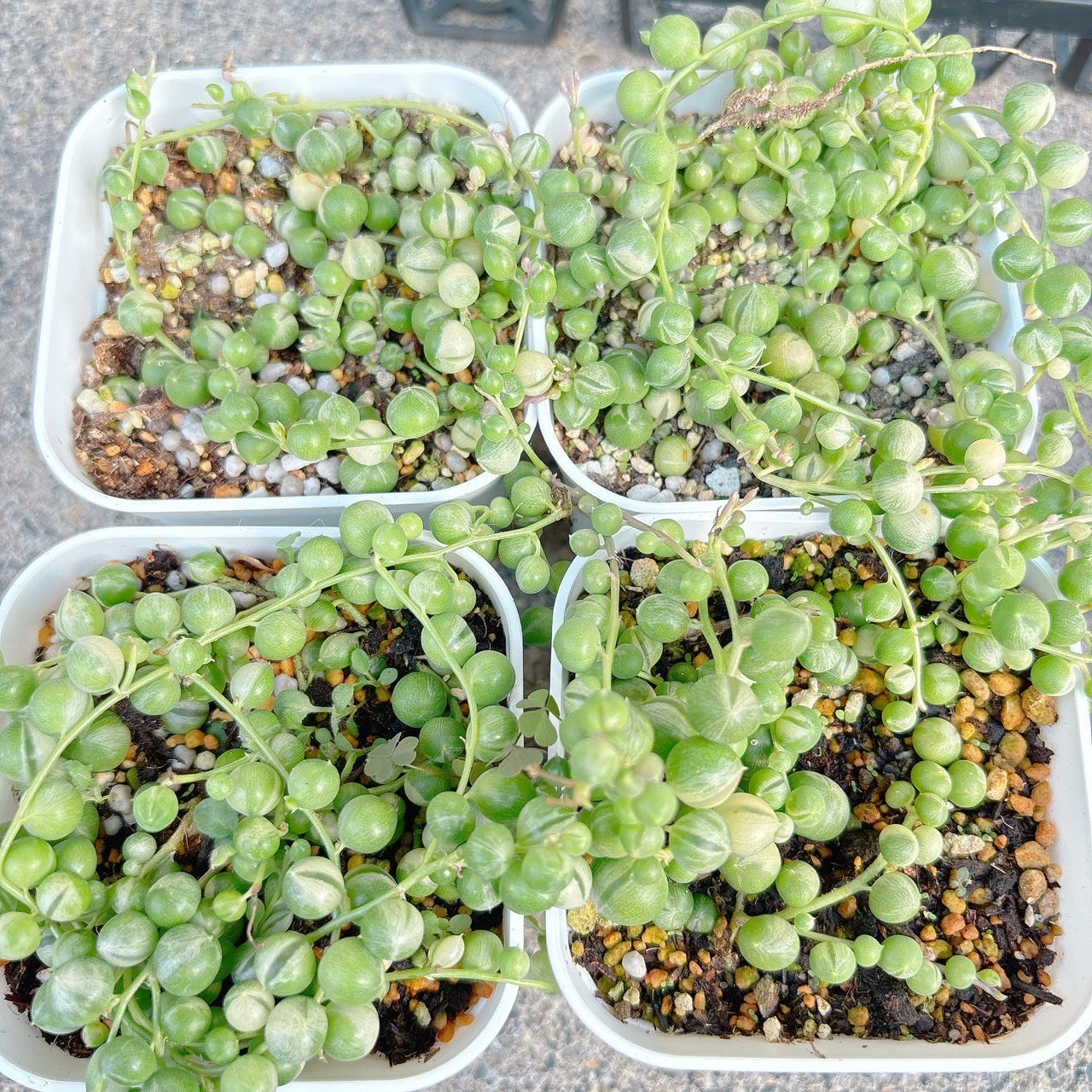 斑入りグリーンネックスレス　A品