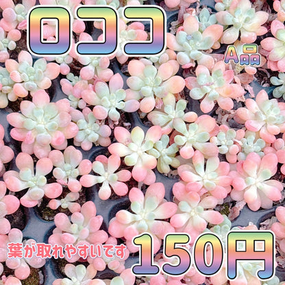 ロココ　A品　プラグ苗