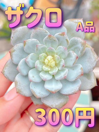 ザクロ　A品