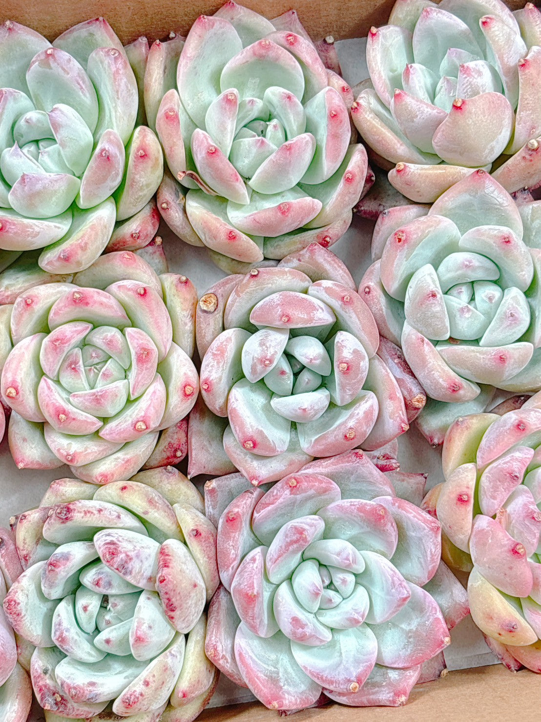 22#植物❤️アエオニウム錦❤️カルミン*エメラルド❤️2大頭3-4子芽