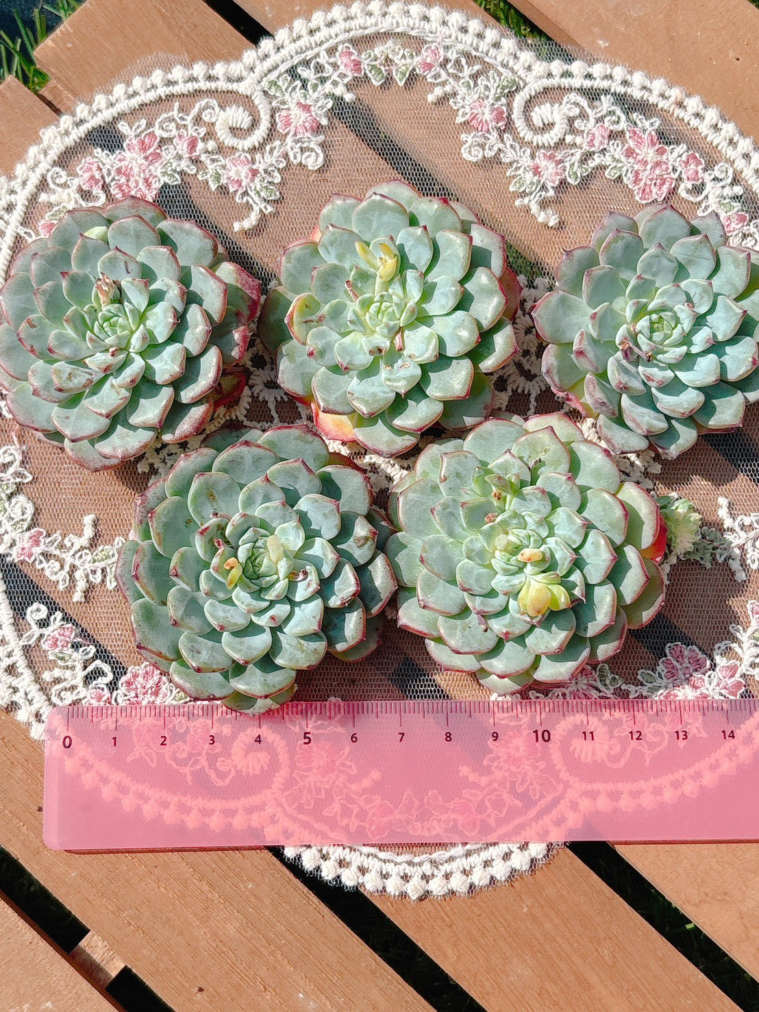 ホワイトミニマ　A品