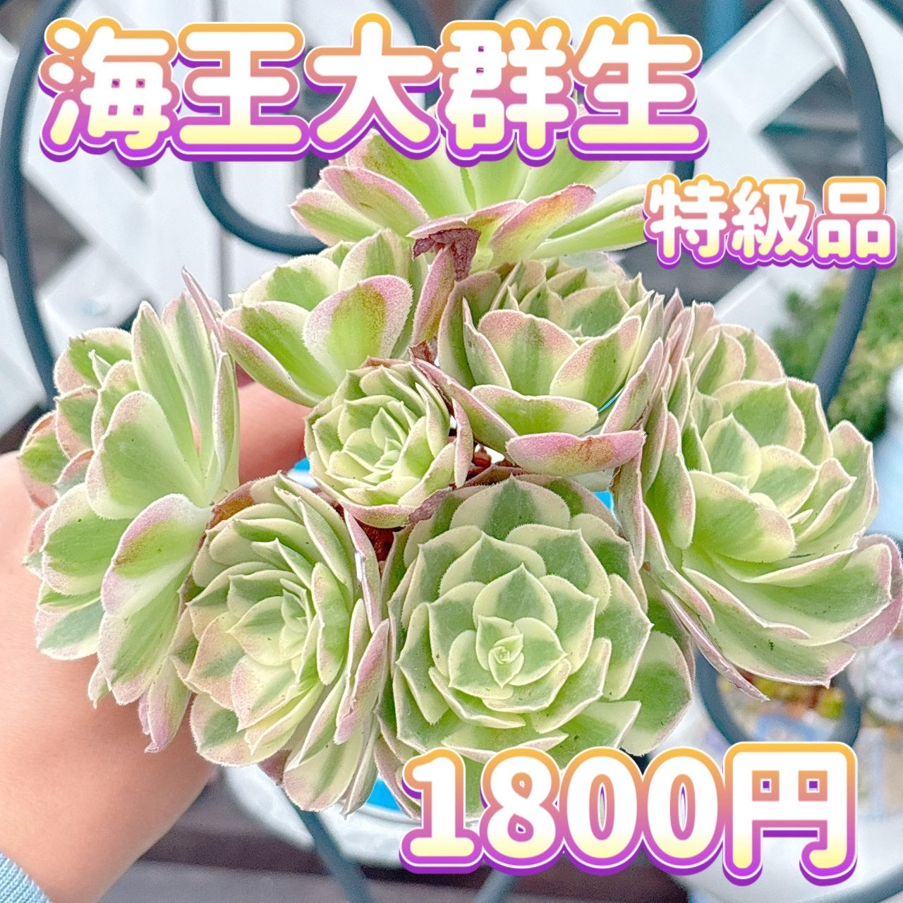 海王　大群生　特級品