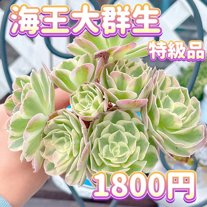 海王　大群生　特級品
