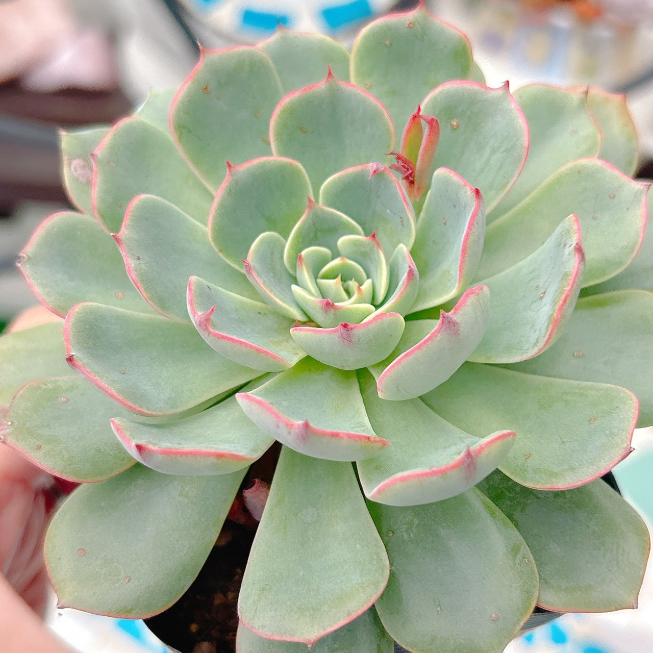 エケベリア – Page 2 – Bull Succulent