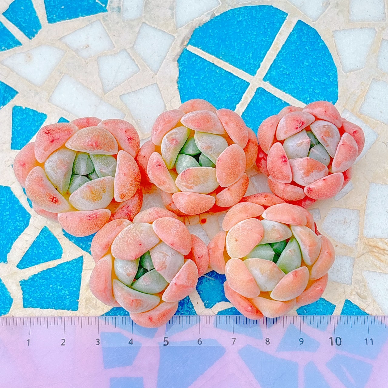 ホワイトダイヤモンド　A品