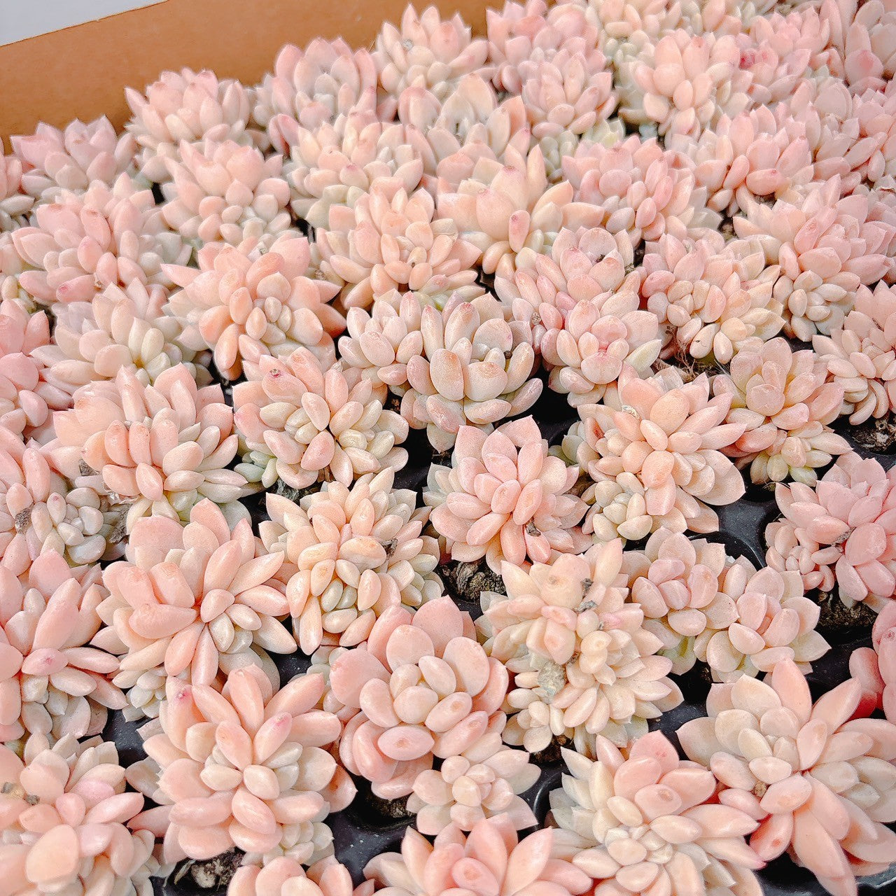 ジェイドリング A品 プラグ苗 – Bull Succulent