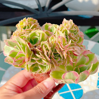 ピンクウィッチ綴化　特級品