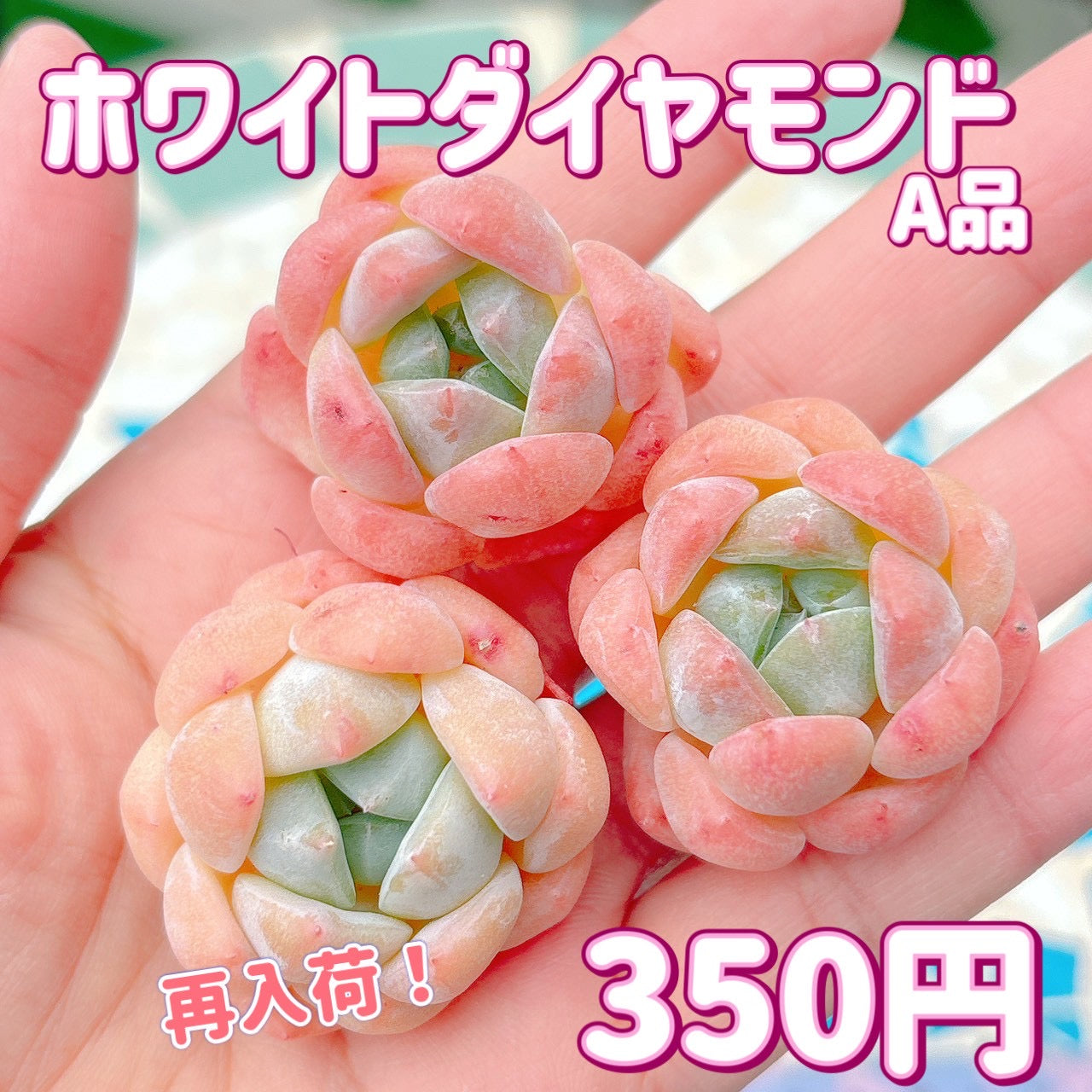 ホワイトダイヤモンド　A品